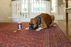 A dog with Better Life Stain and Odor Eliminator