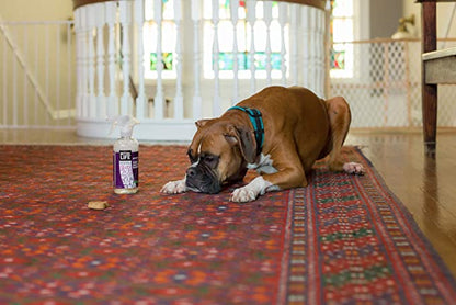 A dog with Better Life Stain and Odor Eliminator
